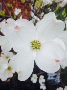 goodvibes-jpg-225x300